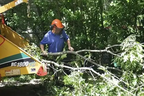tree services Bay View